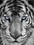Mark As...
