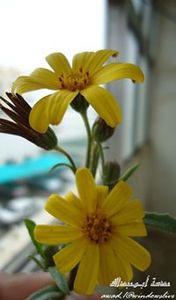 عوض النعيري