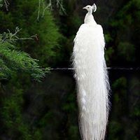 مريم عبد الرحمن