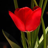 زهرة التوليب