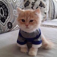 シャロン シャロン