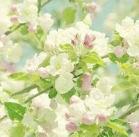 غادة البغدادي