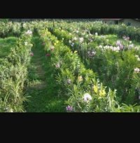 ជា ស៊ីណា