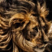 אריה ברסטון