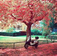 Suhail Mahamid