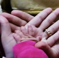 سندس الكردي