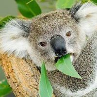 Christopher Mcintyre