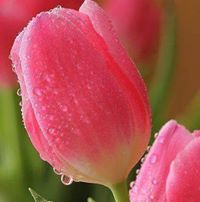 فاطمة الزهراء