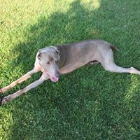 Joanne Rudman Butcher