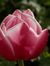 Rose Pr...
