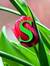 Shahed ...