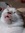 Felix Pennyworth (catte) | 4 comments