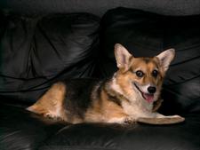 Corgi Mom
