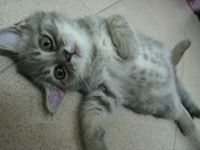 สิริวรรณ กิตติบรรณรักษ์