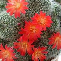 Світлана Купчак