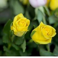 شمسه الحميري