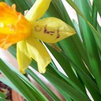 إيمان بوطويرفة