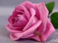 نهال نصرالحق