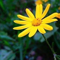 كيان الكيان