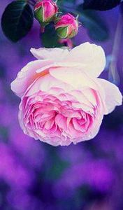 ناديتك بإسمي