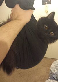 Albus Falafel
