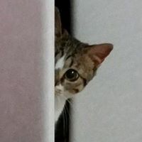 صابرين كبها