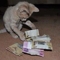 سنكرس عندما تعشق الشوكلاتة