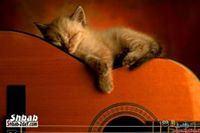 الورده الحمراء