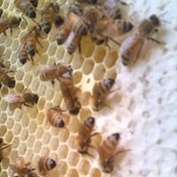 Virginia C. Perkinson