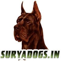 Surya Pets