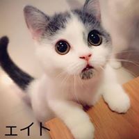 ェイト トレーサー