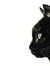 Cat Black