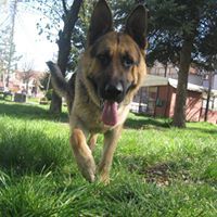 Теодора Крстевска