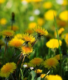 Barbara Lynn Johnson