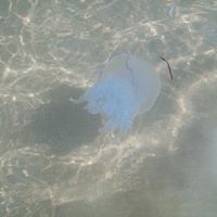 Грешен Избор