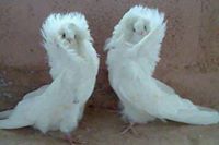 عبير الوفاء