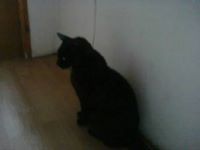 Елза Нинова