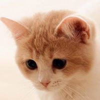 สรยา บูรพาทิศ