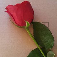 ßäśmå Åbü Õdėh