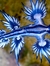 Glaucus Atlanticus