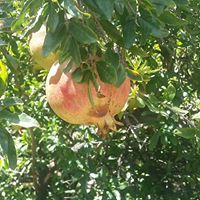 إبراهيم الرمحي