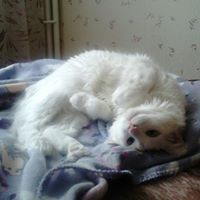 Росица Попова