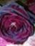 Sahar S...