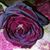 Sahar Sameer