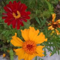 Tina Harkness-Poirier