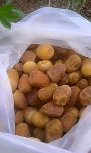 صفاءبت شمبات