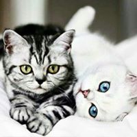 خواطر الظلام