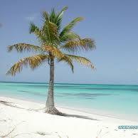 يونس أبو العبدين