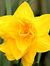Flora Narcis