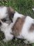 Donut (Lucino)
